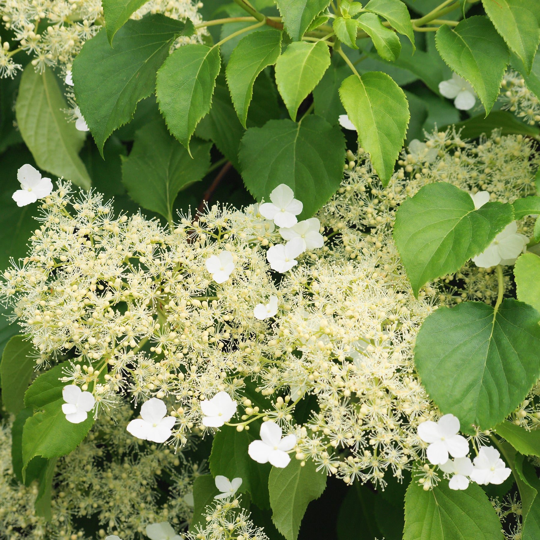 Kletterhortensie