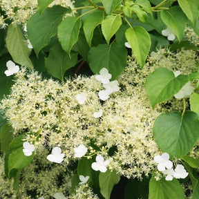 Kletterhortensie