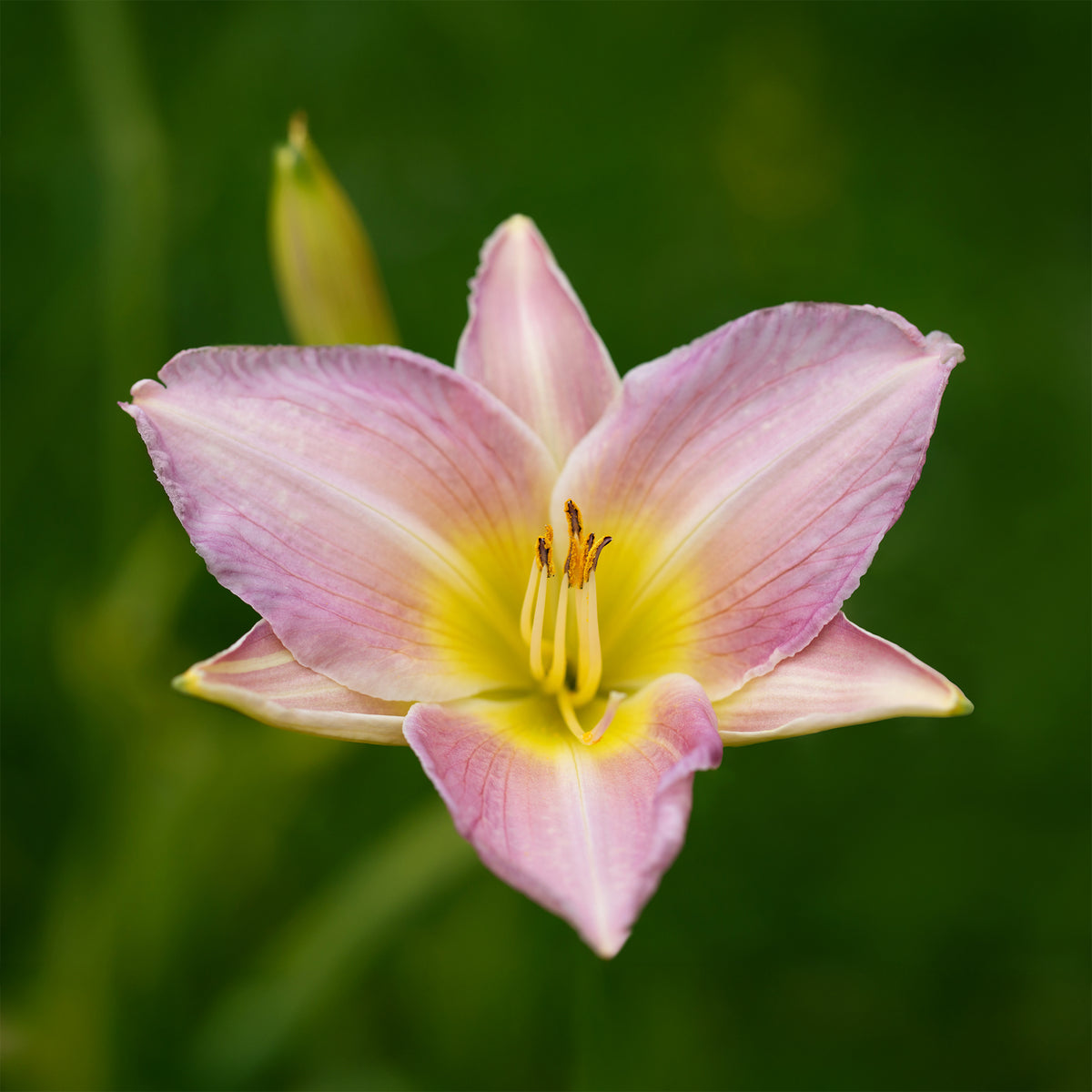 Hémérocalle Catherine Woodbury - Hemerocallis Catherine woodbury - Willemse