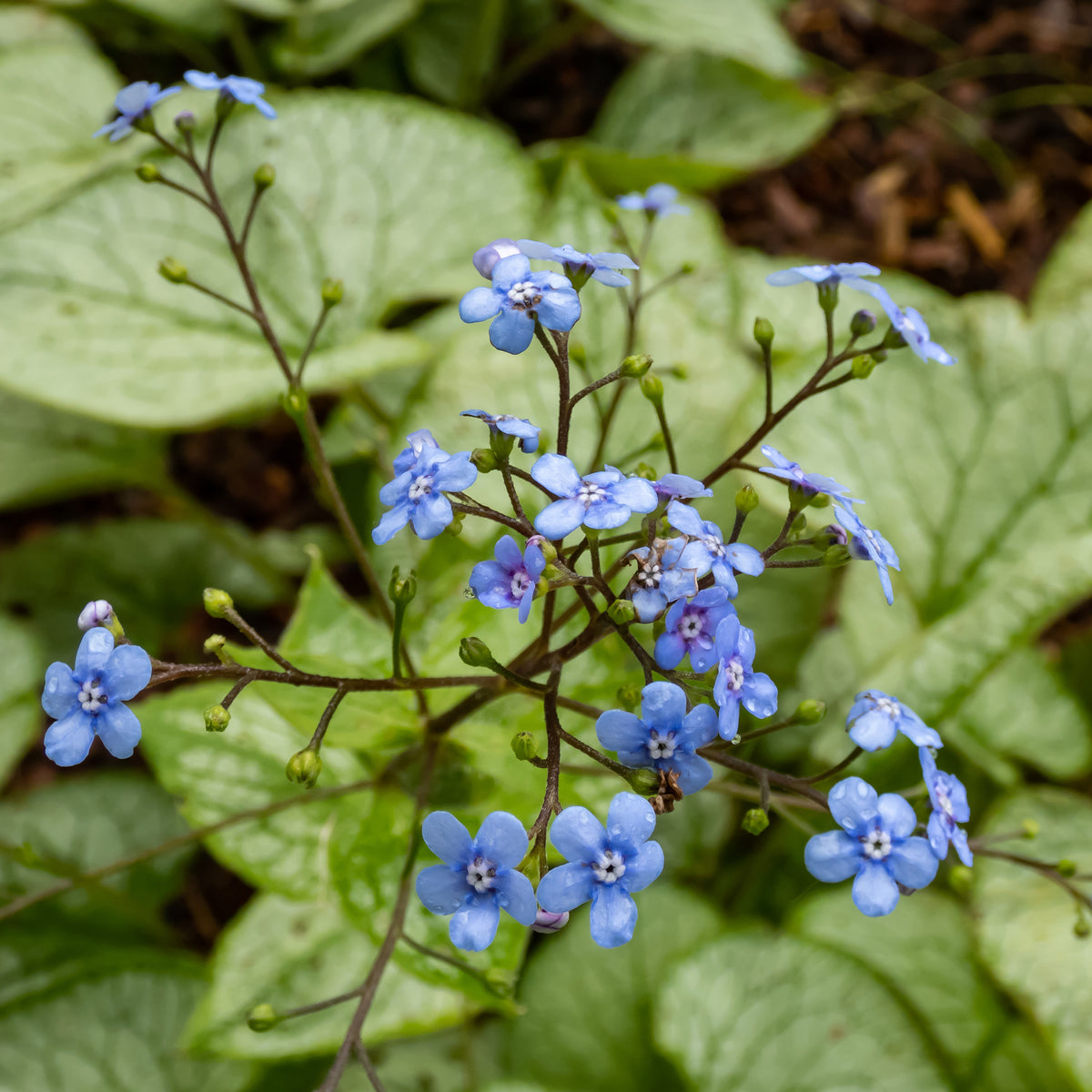 Brunnera macrophylla jack frost - Kaukasus-Vergissmeinnicht 'Jack Frost' - Vergissmeinnicht