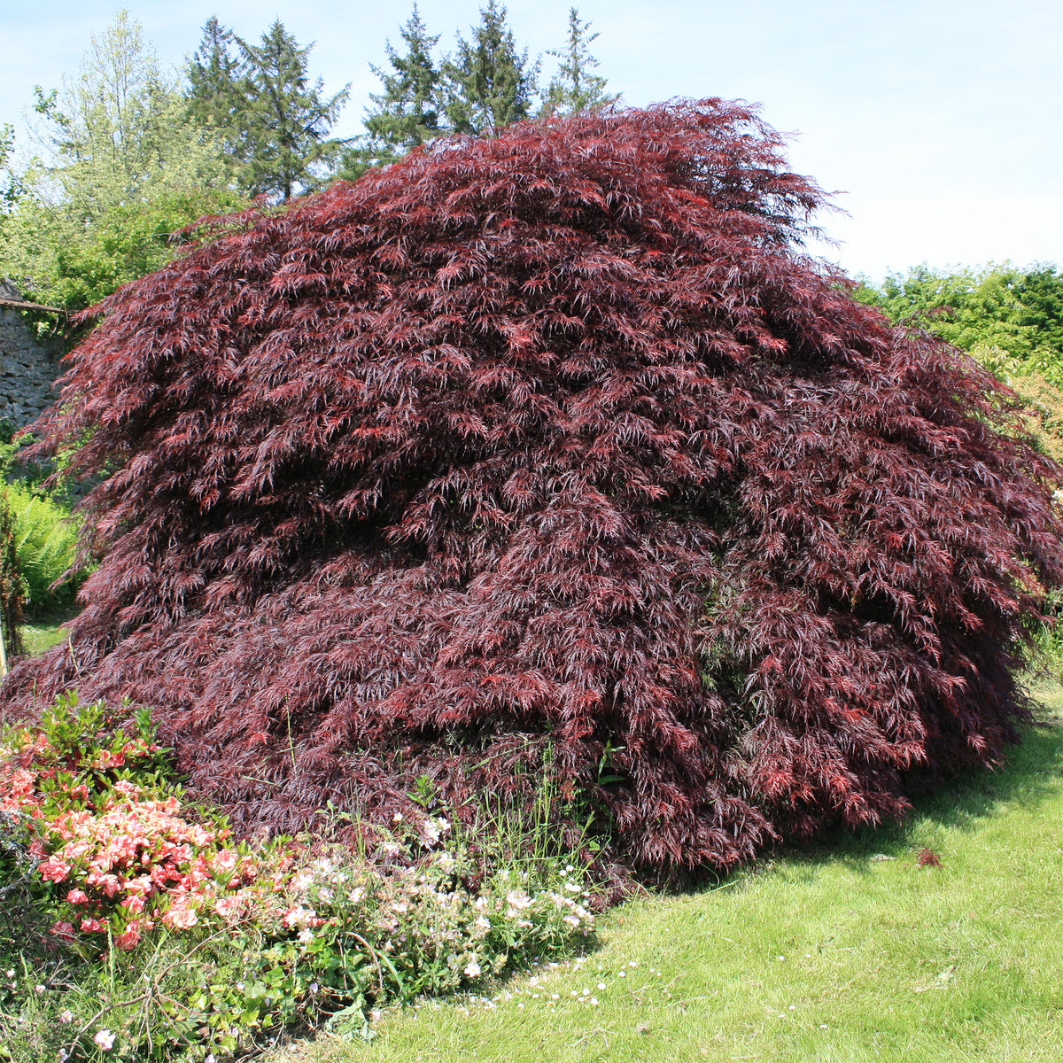 Japanischer Ahorn 'Garnet' - Willemse