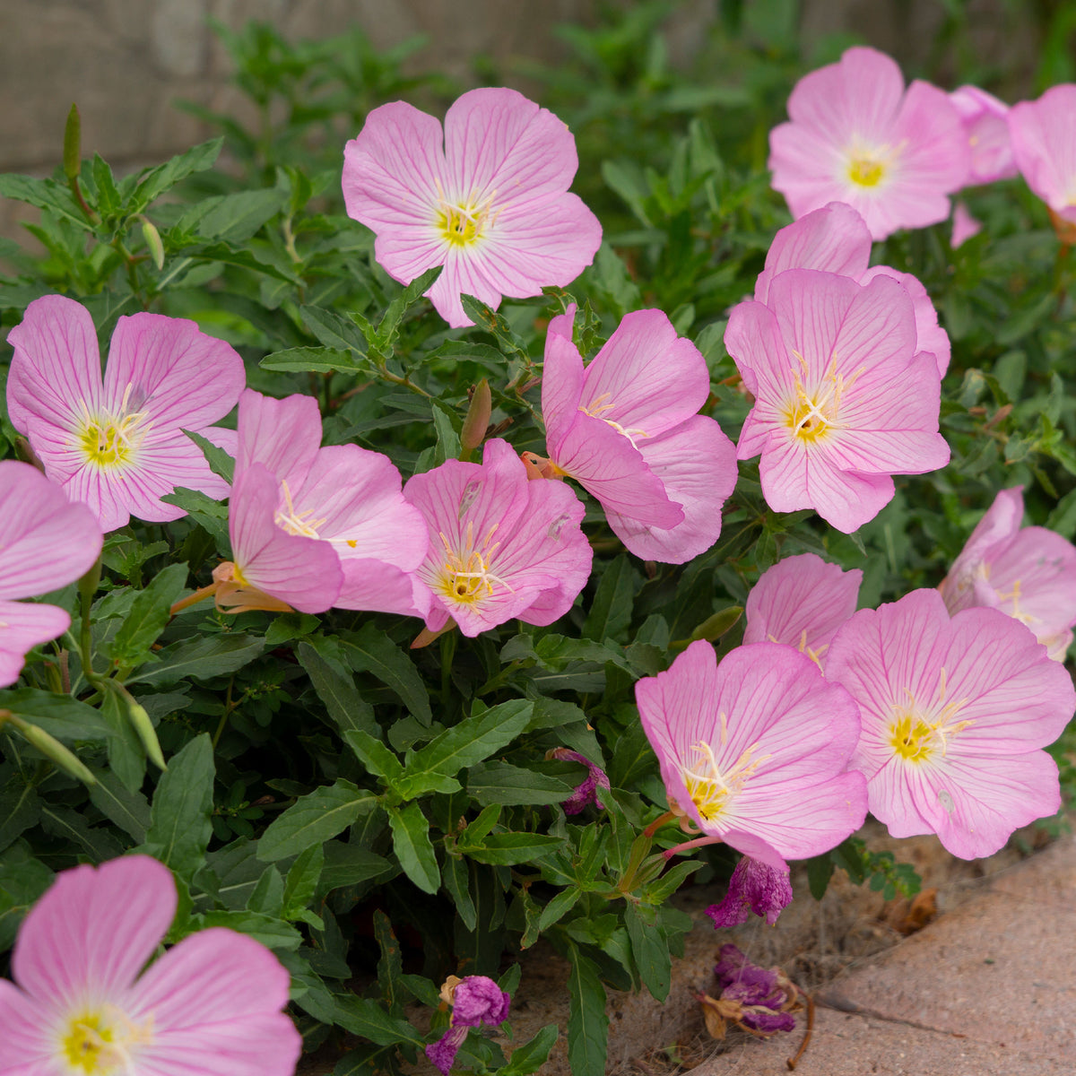 Nachtkerze 'Siskiyou Pink' (x2) - Willemse