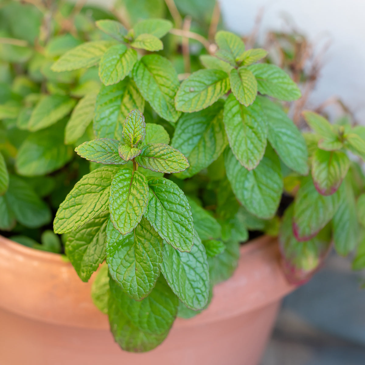 Mentha spicata - Marokkanische Minze 'Maroccan' - Minze
