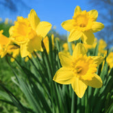 Narzissen 'Dutch Master' (x5) - Narcissus 'dutch master' - Willemse