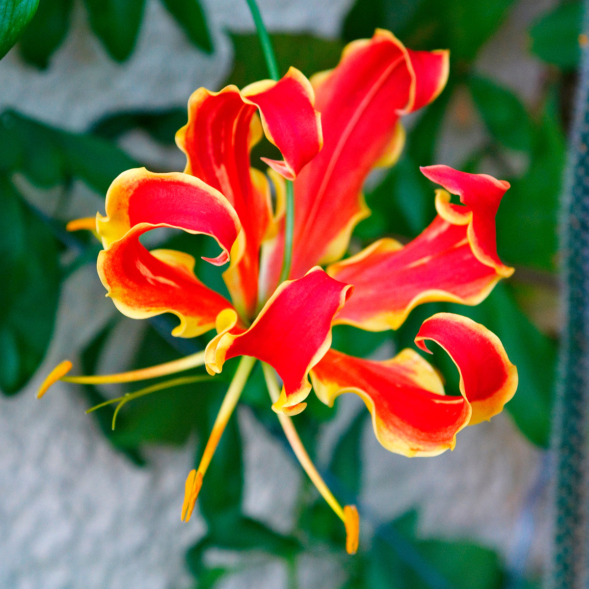 Ruhmeskrone 'Rothschildiana' (x2) - Gloriosa superba  'rothschildiana' - Willemse