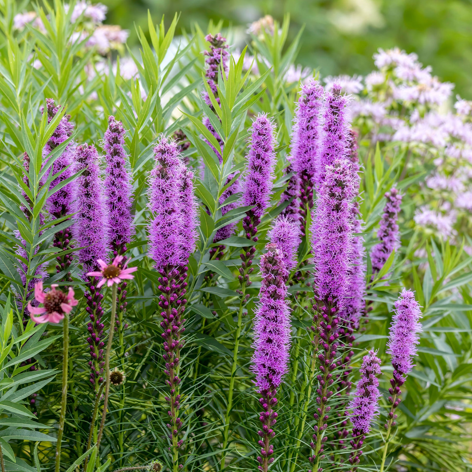 Natürlicher Zwiebel-Mix - Prachtscharte (x25) - Liatris spicata