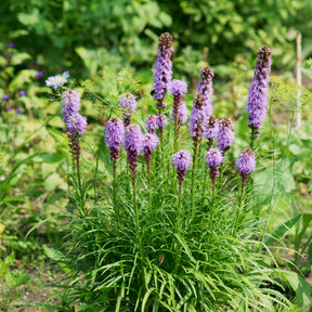 Prachtscharte (x25) - Willemse