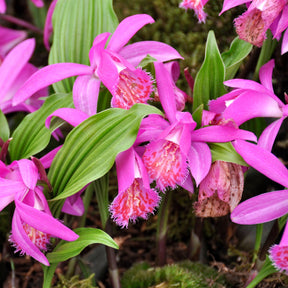 Orchidee 'Pleione Tongariro' - Pleione tongariro - Willemse