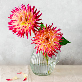 Kaktus Dahlie 'Tahiti Sunrise' (x3) - Dahlia 'tahiti sunrise' - Willemse