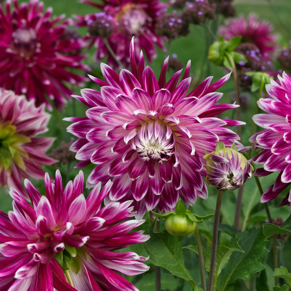 Großblütige Dahlie 'Vancouver' (x3) - Dahlia 'vancouver' - Willemse