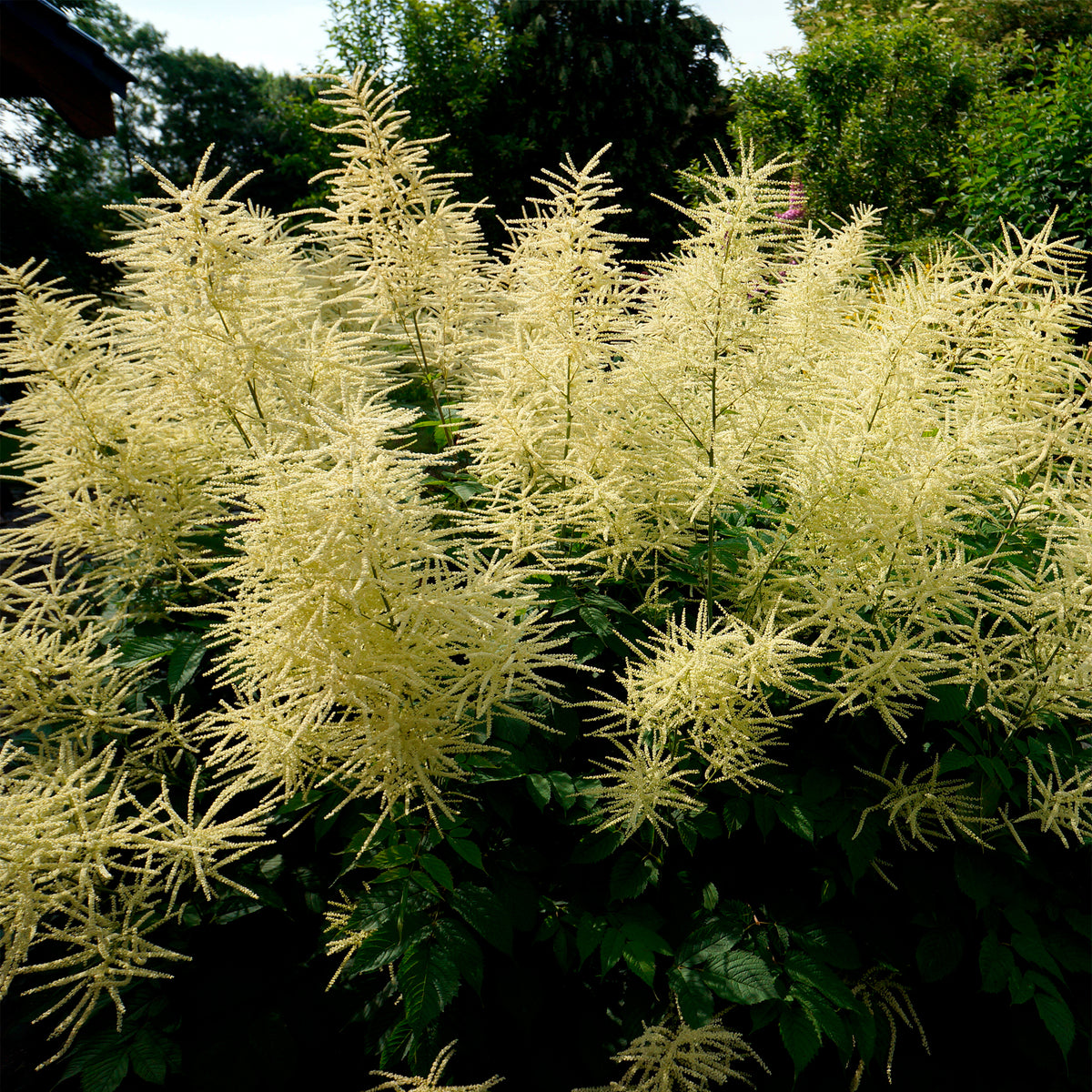 Waldgeißbart - Aruncus dioicus - Willemse