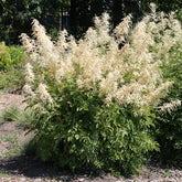 Verkauf Waldgeißbart - Aruncus dioicus