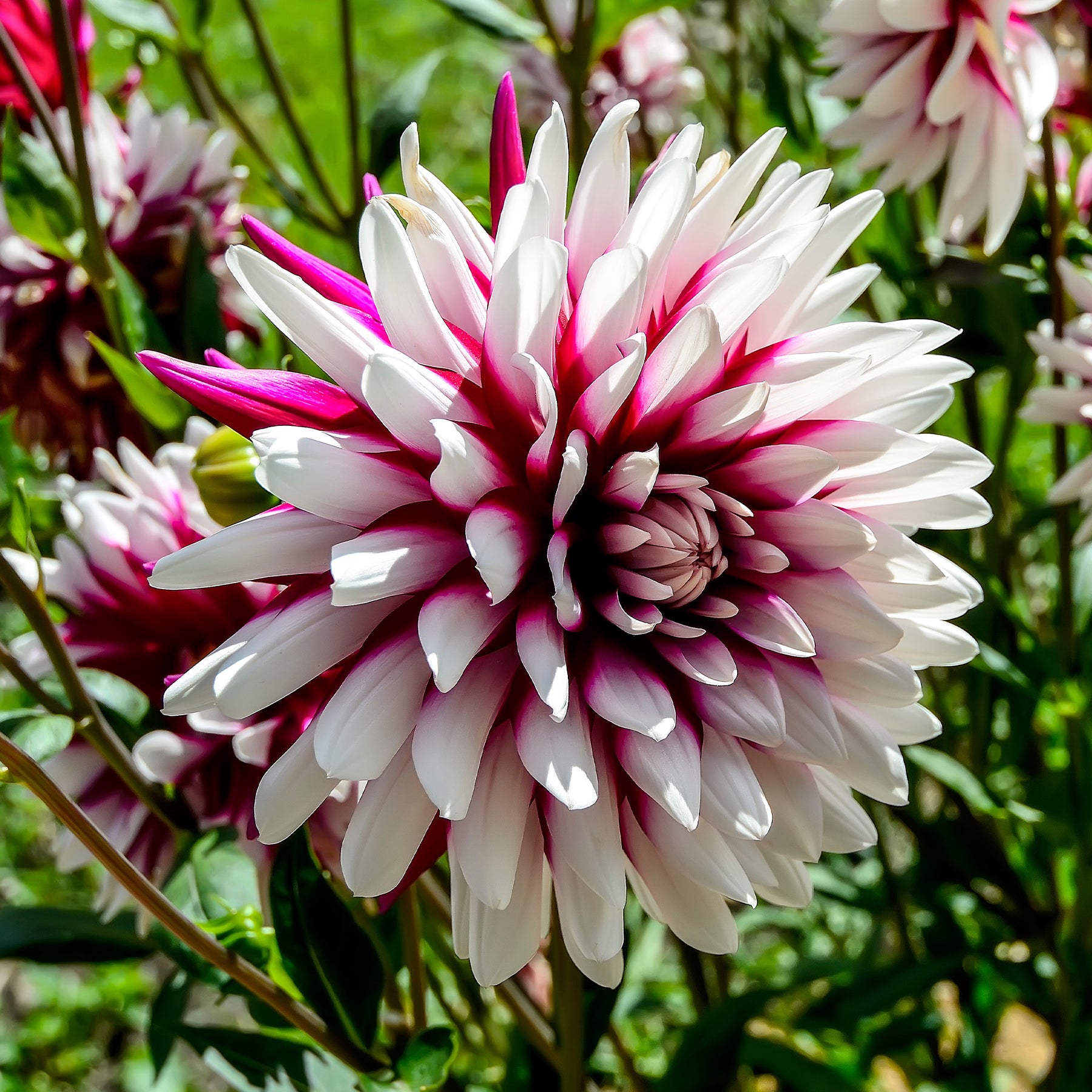 Dahlia 'rebecca's world' - Dahlien ‘Rebecca’s World’ (x3) - Dahlien-Zwiebeln