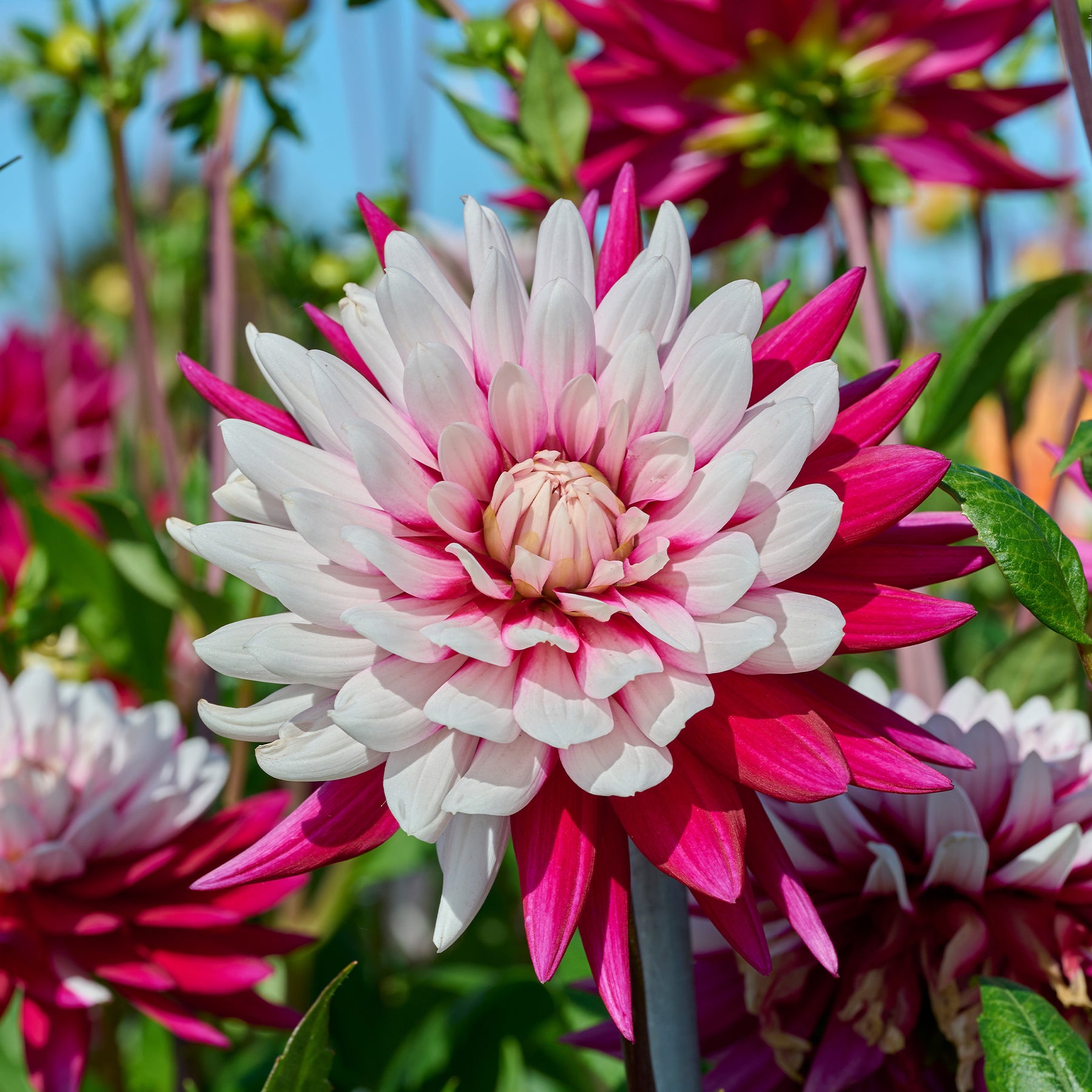 Dahlien ‘Rebecca’s World’ (x3) - Willemse