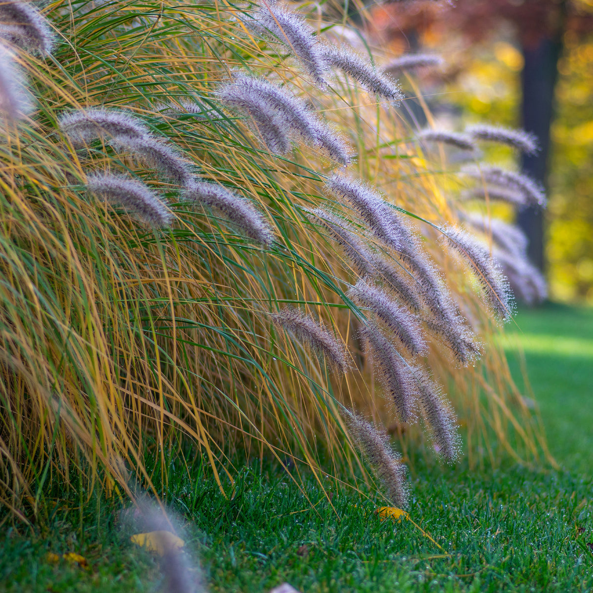 Verkauf Lampenputzergras 'Hameln' - Pennisetum alopecuroides Hameln