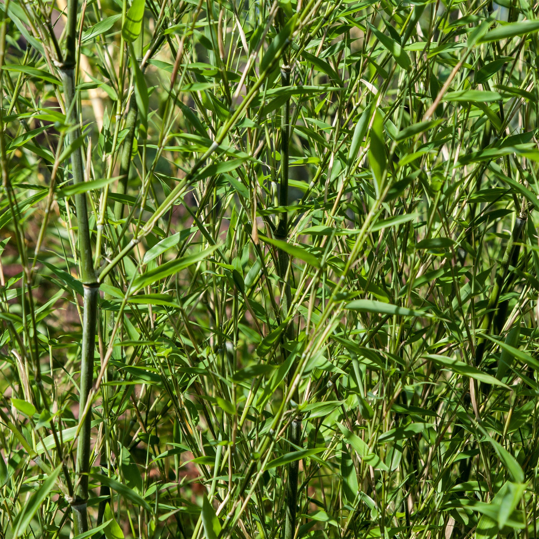 Phyllostachys bissetii - Bisset-Bambus - Bambus