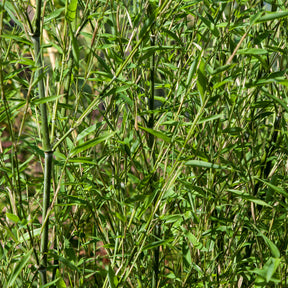 Phyllostachys bissetii - Bisset-Bambus - Bambus