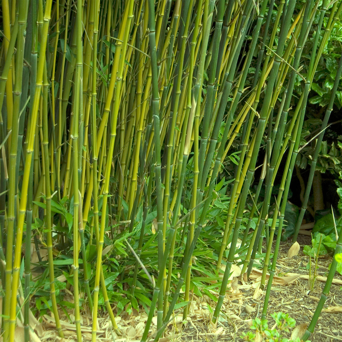 Bisset-Bambus - Phyllostachys bissetii - Willemse