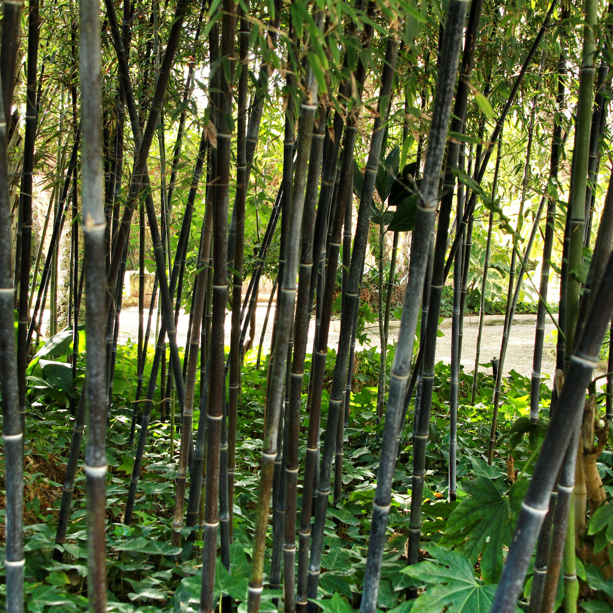 Bambus schwarz - Phyllostachys nigra - Willemse