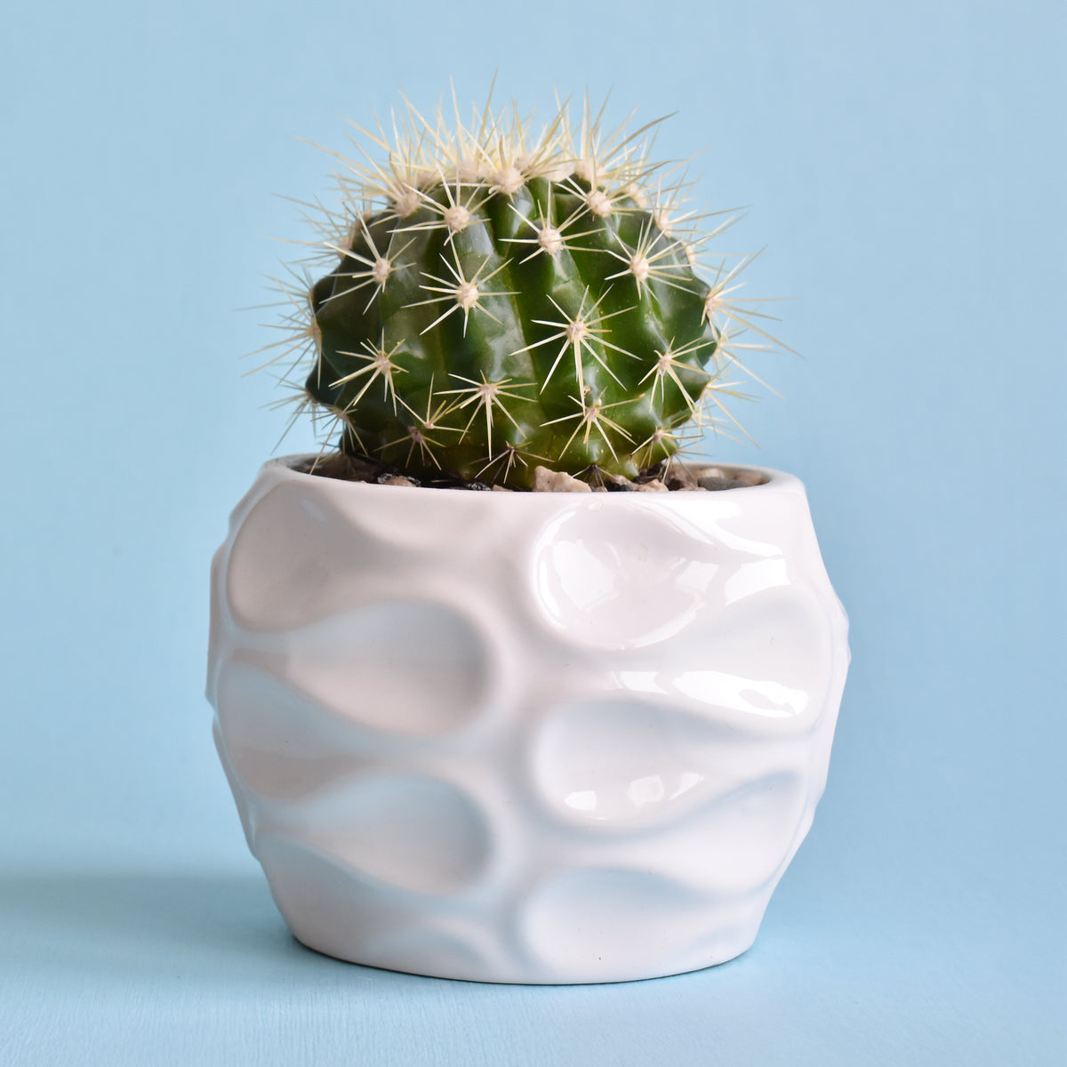 Schwiegermutterstuhl Echinocactus grusonii - Cactus Echinocactus grusonii - Willemse