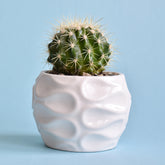 Schwiegermutterstuhl Echinocactus grusonii - Cactus Echinocactus grusonii - Willemse