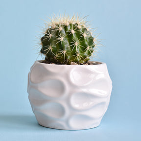 Schwiegermutterstuhl Echinocactus grusonii - Cactus Echinocactus grusonii - Willemse