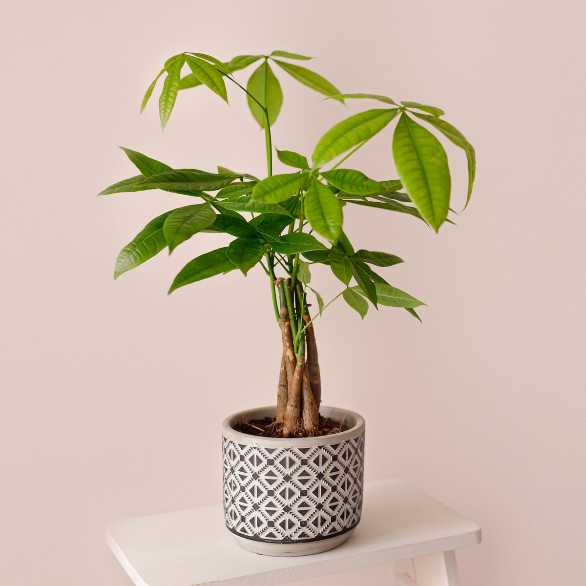 Glückskastanie Pachira aquatica geflochtener Stamm - Pachira aquatica - Willemse