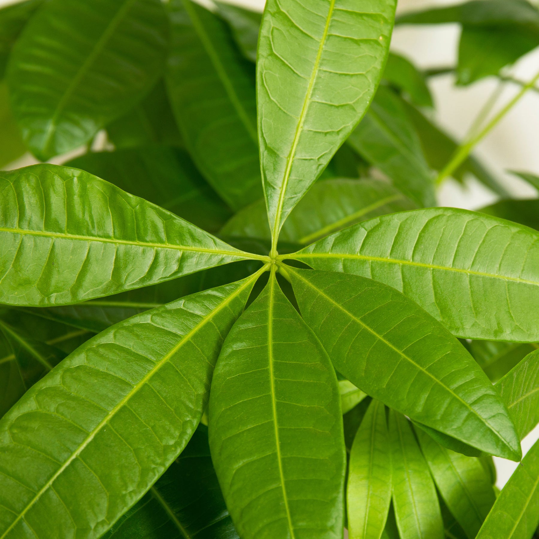 Pachira aquatica - Glückskastanie mit geflochtenem Stamm - Grüne Zimmerpflanzen