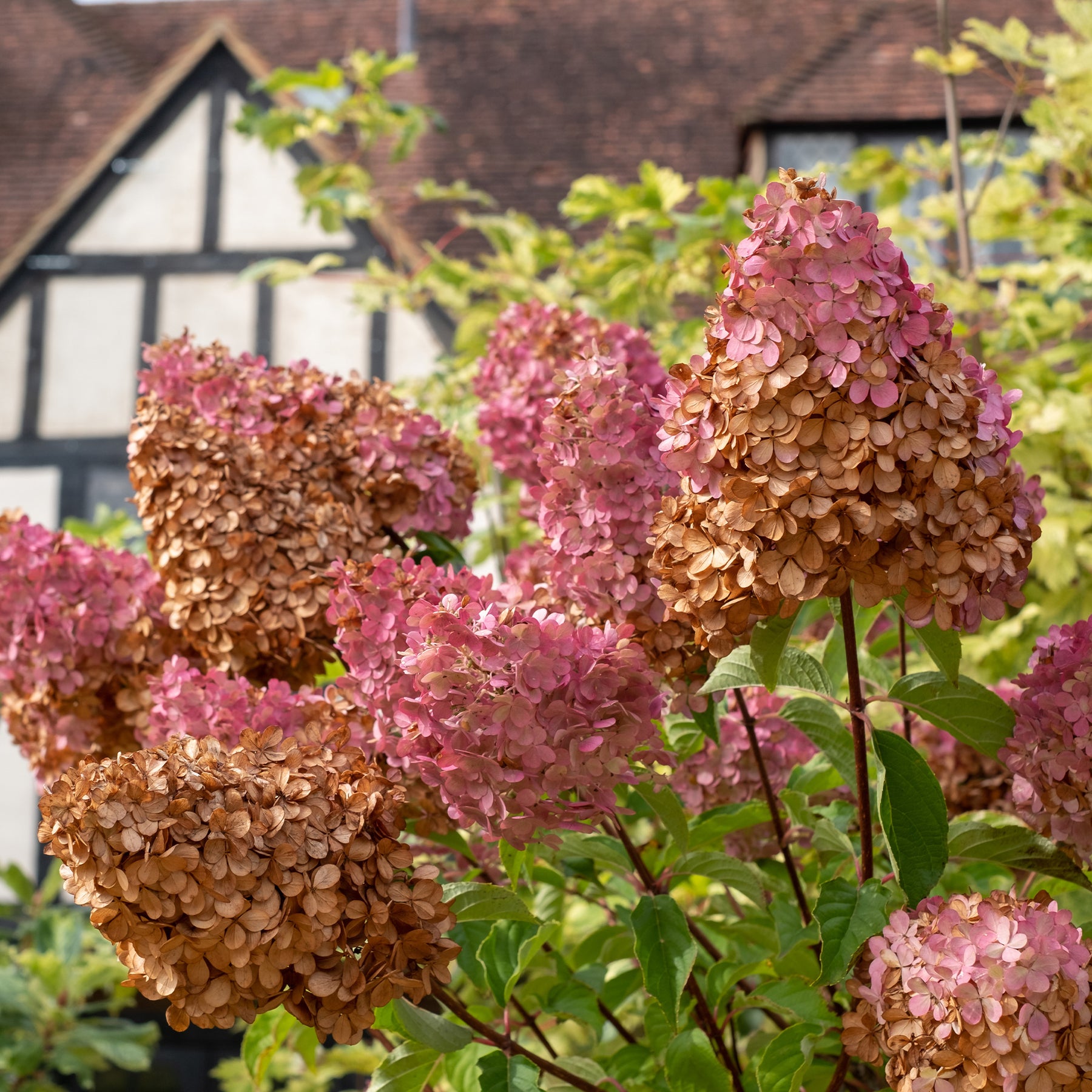 Verkauf Rispenhortensie 'Vanille Fraise'