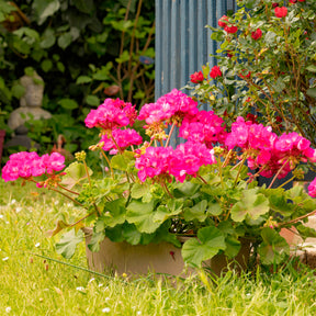 Stehende Geranie rosa - Pelargonium zonale - Willemse