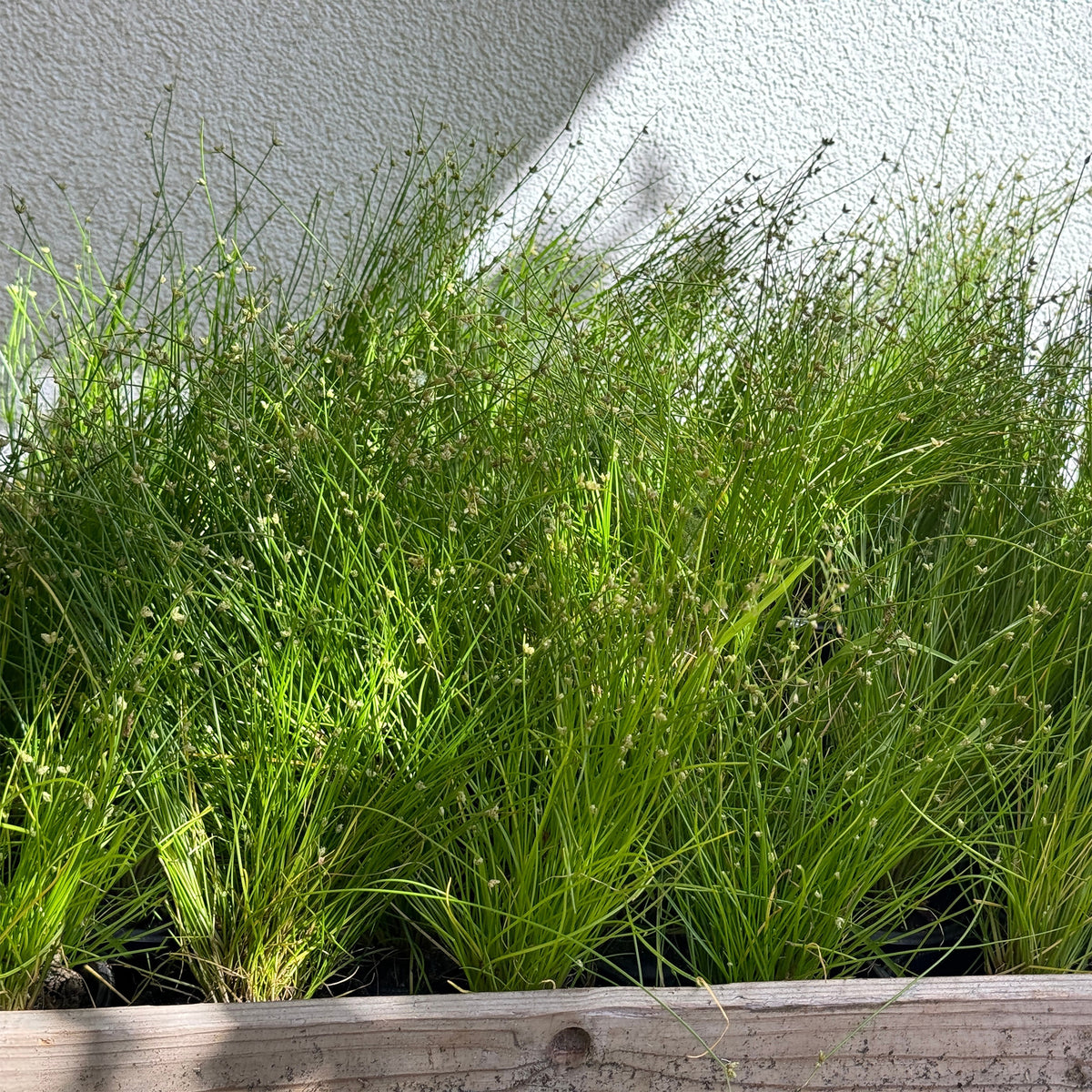 Isolepis cernua - Gebogene Scirpe Faseroptisches Gras - Alle Teichpflanzen