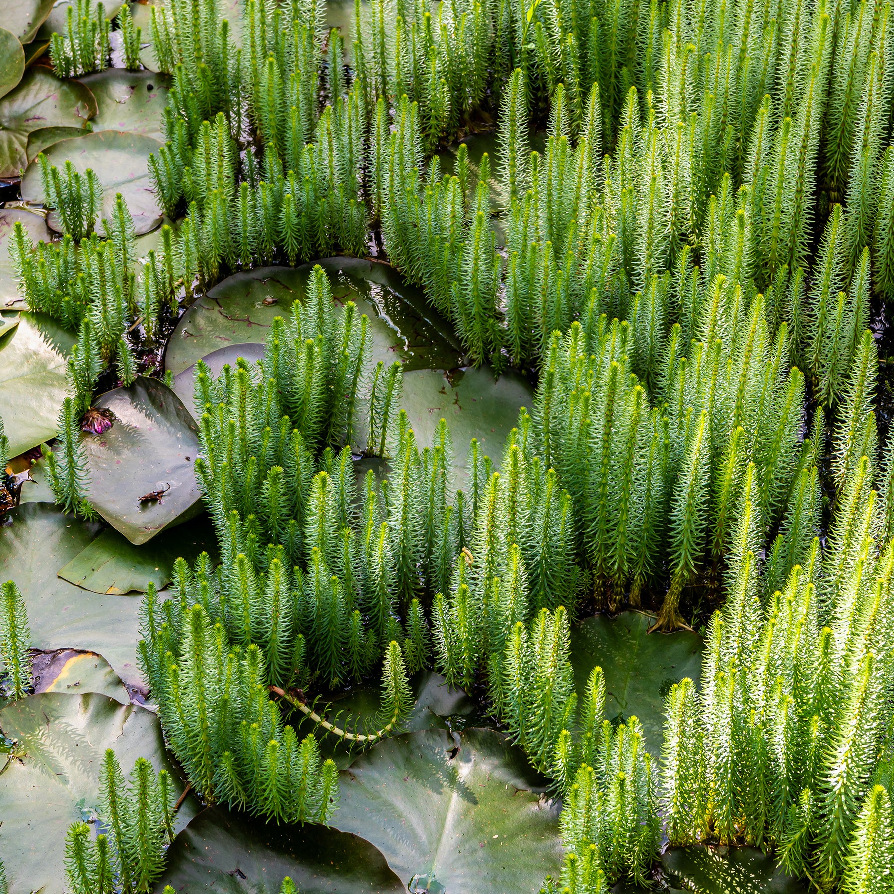 Tannenwedel - Willemse