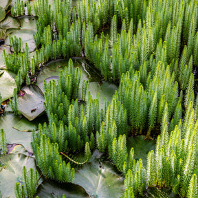 Tannenwedel - Willemse