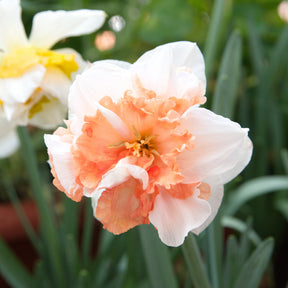 Narzissen-Zwiebeln - Gefüllte Narzissen Mischung - Narcissus