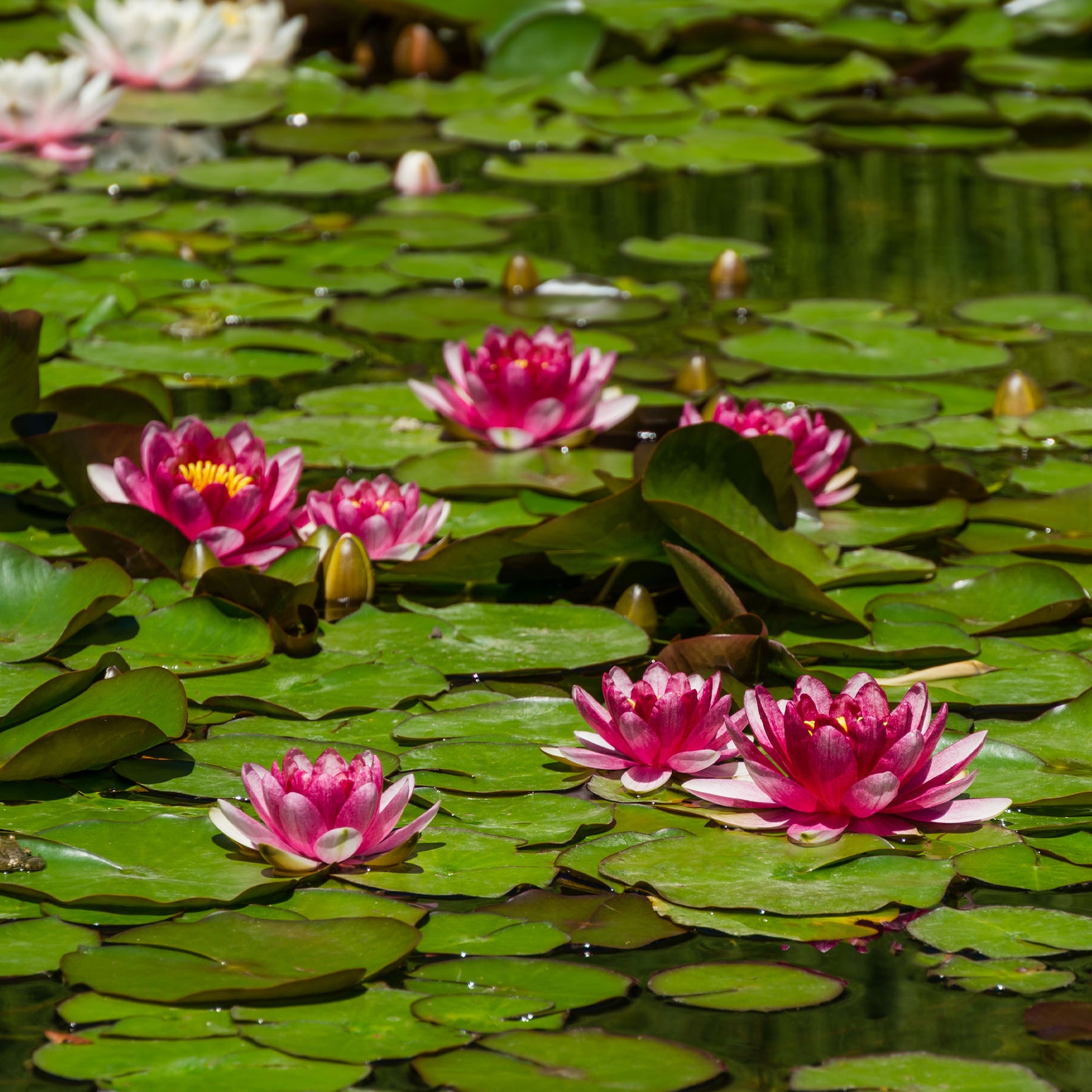 Seerose Attraktion - Nymphaea 'Attraction' - Willemse