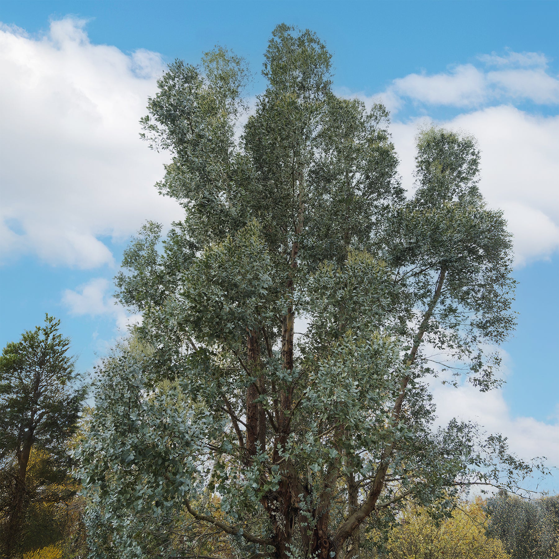 Eukalyptus - Eucalyptus gunnii - Willemse