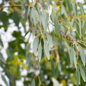 Eucalyptus - Eukalyptus - Eukalyptus - Eucalyptus gunnii