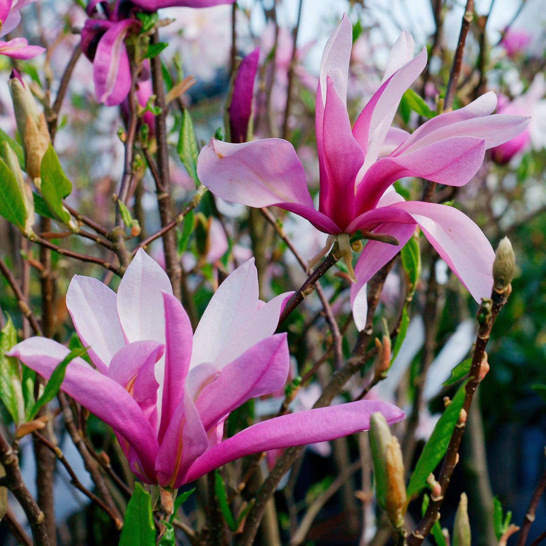 Tulpen-Magnolie