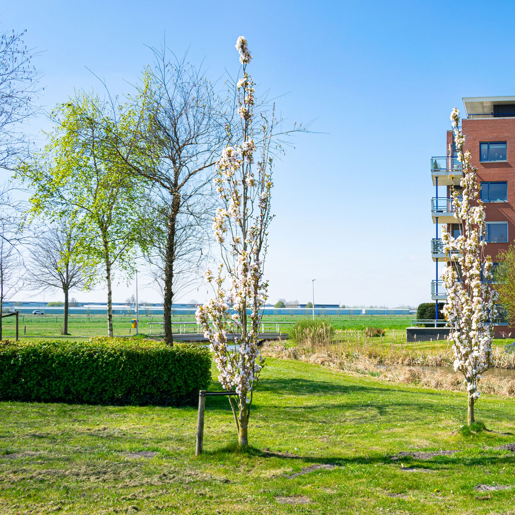 Säulenkirsche 'Amanogawa' - Willemse