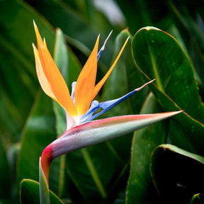 Verkauf Paradiesvogelblume Strelitzie