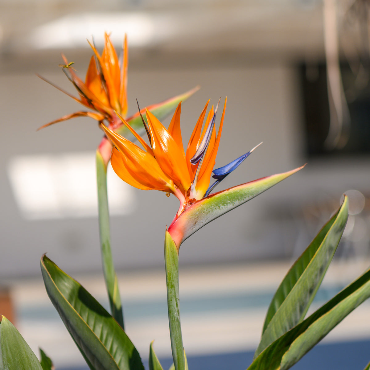 Paradiesvogelblume Strelitzie - Strelitzia reginae humilis - Willemse