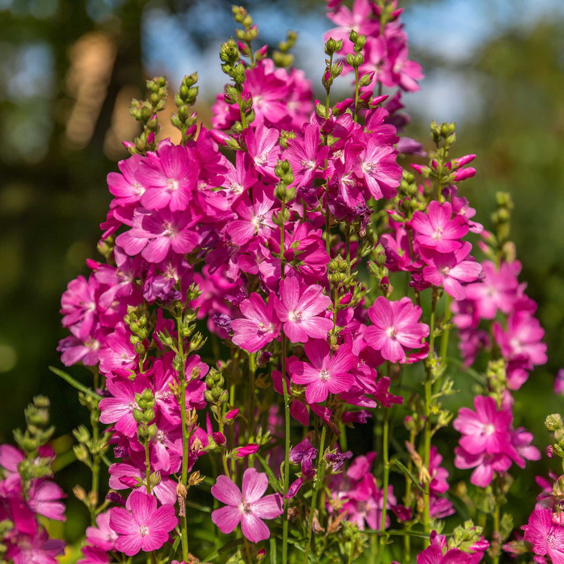 Wilde Malve 'Party Girl' - Sidalcea oregana Party Girl - Willemse
