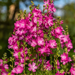 Wilde Malve 'Party Girl' - Sidalcea oregana Party Girl - Willemse
