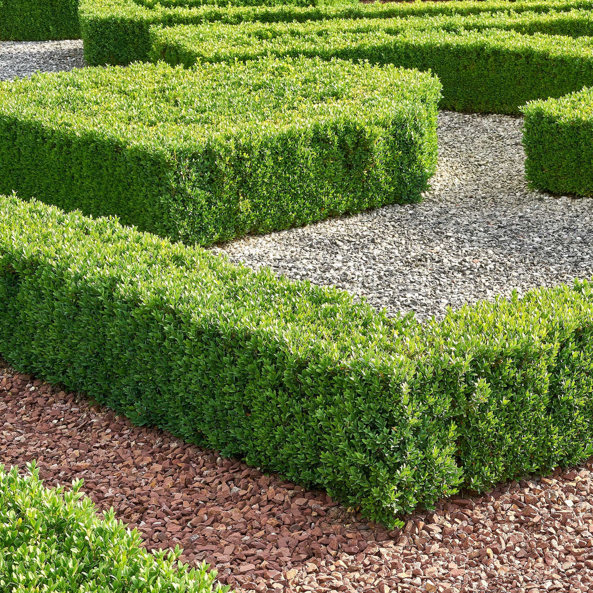 Buchsbaum - Willemse