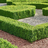 Buchsbaum - Willemse