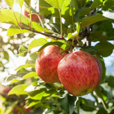 Verkauf Apfelbaum 'Gala' - Malus domestica Gala