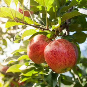 Verkauf Apfelbaum 'Gala' - Malus domestica Gala