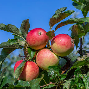 Apfelbaum 'Gala' - Willemse