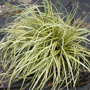 Japan-Segge ‘Evergold’ - Willemse