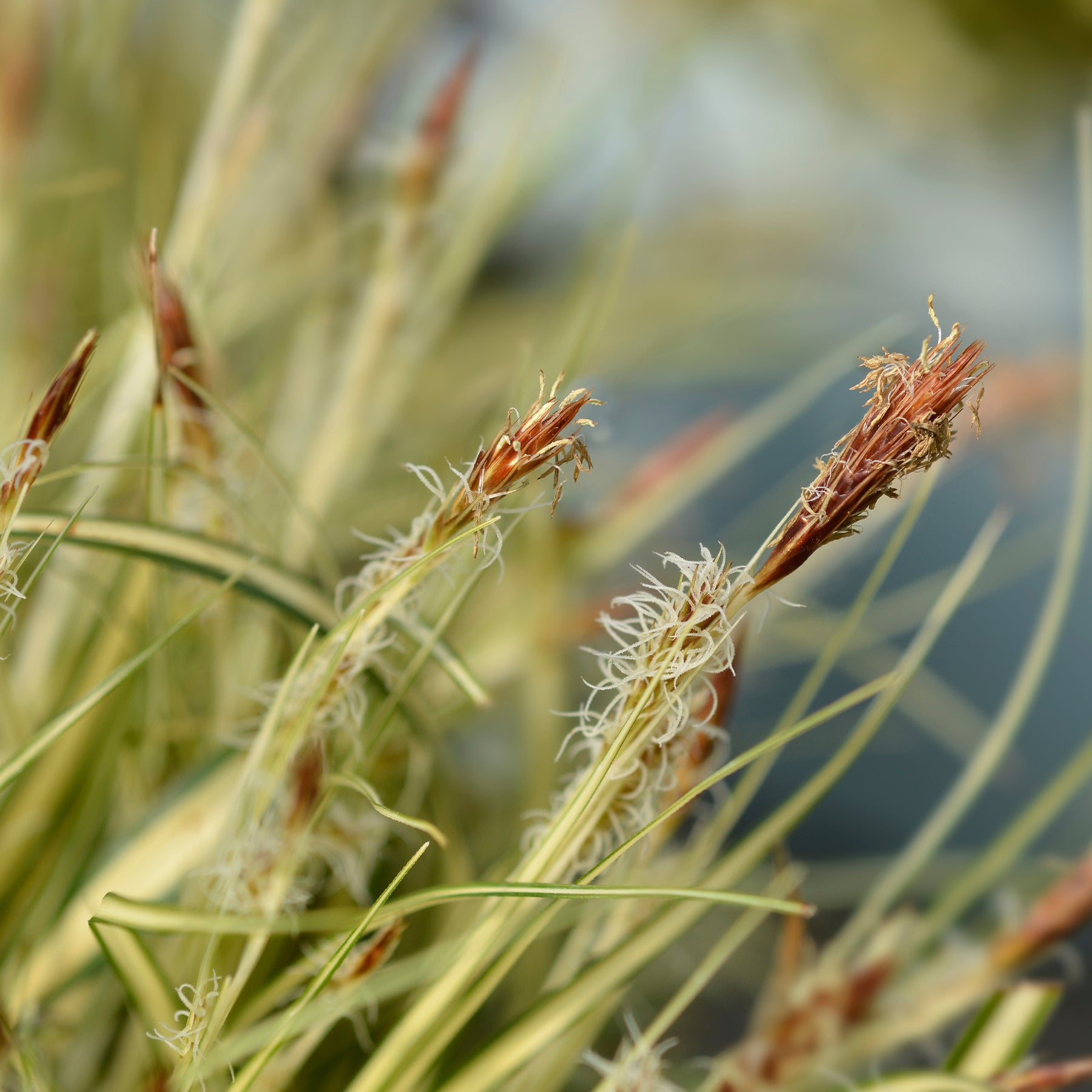 Verkauf Japan-Segge ‘Evergold’